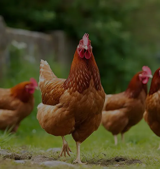 Backyard Chicken Feed Supplement (optional use depending on local guidelines)